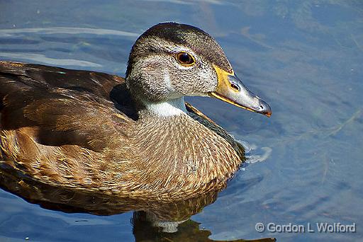 Duck_DSCF4632.jpg - Photographed at Ottawa, Ontario, Canada.